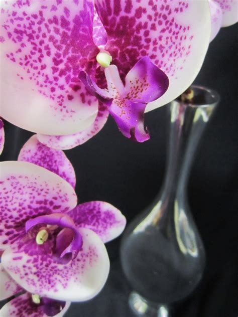 Whether in your yard or in your home, you'll want to keep certain plants and plants that are poisonous to cats made up 3,675, or about a third, of those calls. Are Mystique Orchids Poisonous To Cats