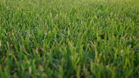 The Best Way To Care And Grow Bermuda Grass