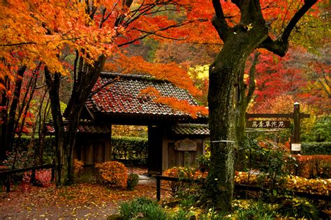 Wallpaper Japan Fall Leaves Garden Park Pentax Tree Autumn