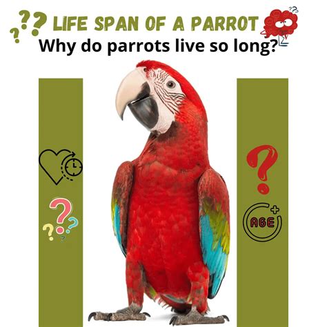 Life Span Of A Parrot Why Do Parrots Live So Long Parrot Longest