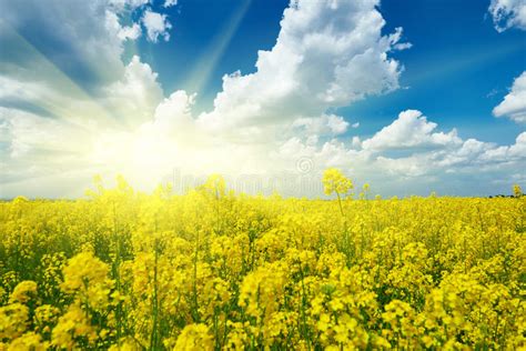 Yellow Flower Field Beautiful Spring Landscape Stock Photo Image Of