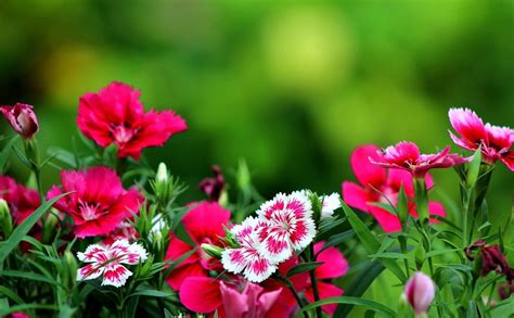 Pink dahlia, minimal and dark, 1080x2160 wallpaper. Pink Flower Desktop Wallpapers - Wallpaper Cave