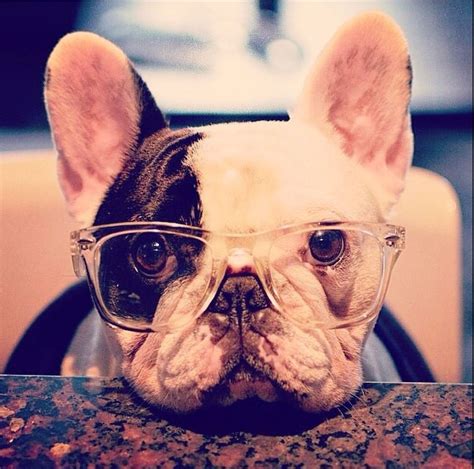 French Bulldog In Clear Hipster Glasses Wrinkly Dog Bulldog French