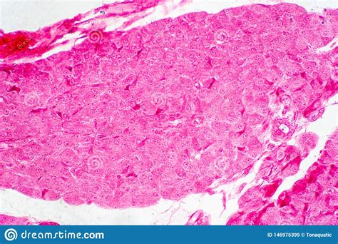 Human Liver Tissue Under Microscope View For Education Histology Stock