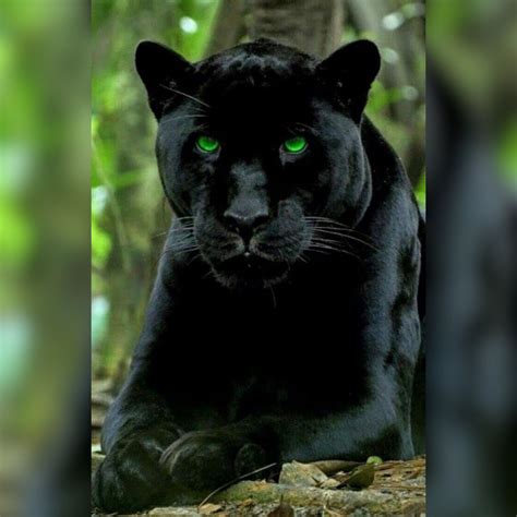 Jaguar Spirit Animal - Spirit Animal Info | Spirit animal meaning