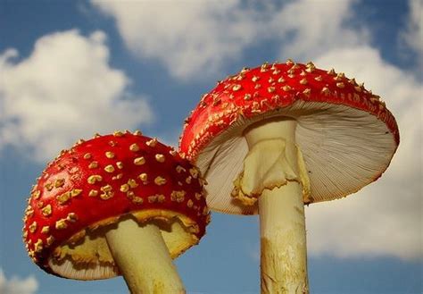 Mushroom / mushroomed / mushroomed / mushrooming / mushrooms. mushrooms on Tumblr