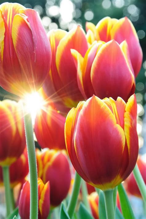 Top Beautiful Tulips Flowers Images Top Collection Of Different Types