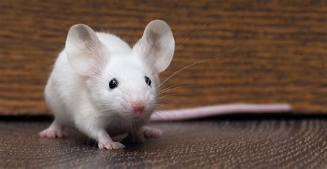We did not find results for: Mouse Names - 275 Choices to Inspire You - Squeaks and Nibbles