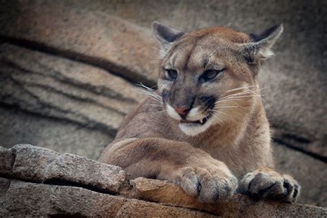 Cougar Mountain Lion Puma Kristen Ortwerth Flickr