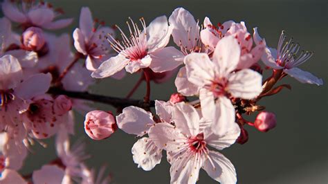 Pink Sakura Flowers Petals Tree Branches 4k Hd Flowers Wallpapers Hd