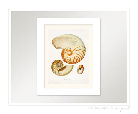 Vintage Sea Shell Nautilus Pompilius Print X P Etsy
