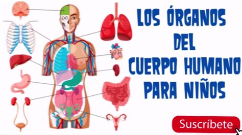 Los Órganos Del Cuerpo Humano Para NiÑos Youtube