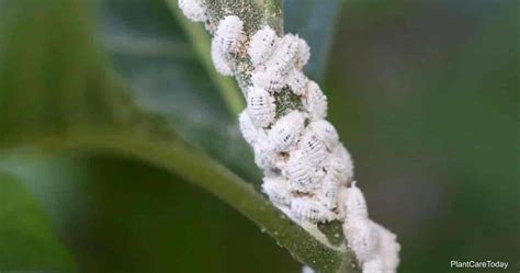 6 Home Remedies For Killing Mealybugs