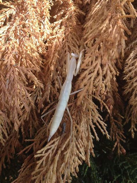 10 Potret Hewan Albino di Dunia, Ada Gagak Hingga Buaya - Dailysia