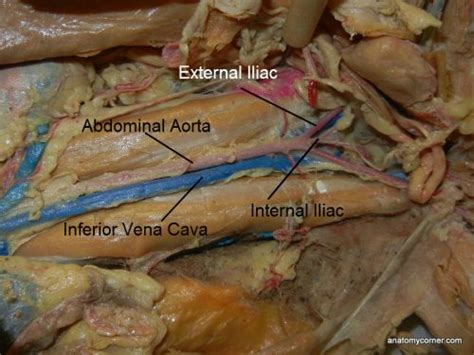 Major Arteries and Veins of the Cat | Anatomy Corner