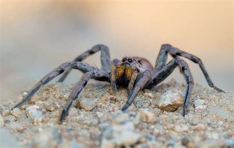 Learn More About The Wolf Spiders In California