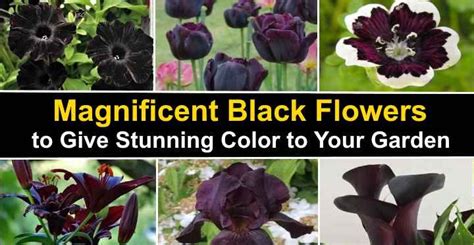Magnificent Types Of Black Flowers With Pictures And Names Black