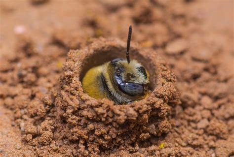 How To Get Rid Of Ground Bees Best Solutions To Deploy With Ease