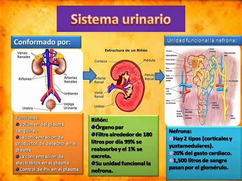 Blog De Fisiología Médica De Idania Yael Castañeda Ayón Sistema