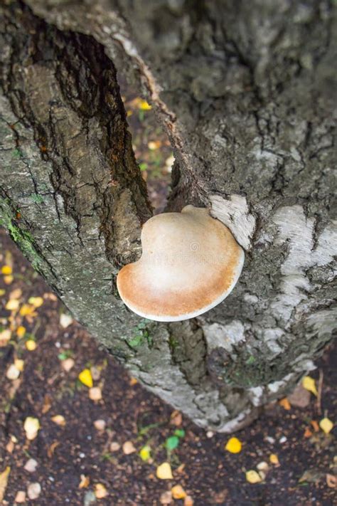 Mushroom Growing On A Tree Birch Stock Photo Image Of Fungus Brown