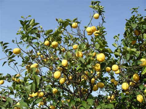 Lemon Tree Photo From Pounta In Fokida