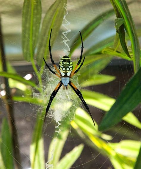 Site About Garden Garden Orb Weaver Spider Facts