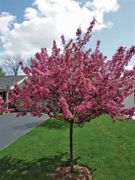 Collaborative flowcharts, wireframes, mind maps and sticky notes. Small Spring-Flowering Trees | Ohio Gardener Web Articles ...