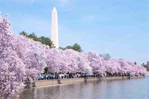 Best Places To See Cherry Blossoms Around The World
