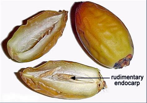 Kurma is the equivalent to date in american english, and i'm pretty sure you've heard it many times before already. Karir Sekolah KU: Macam-macam Warna Buah Kurma