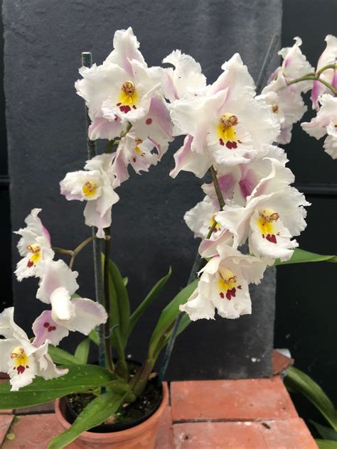 Oncidium Alexandrae Mcbeans Orchids
