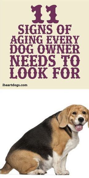 12 Signs Of Aging Every Dog Owner Needs To Look For Dog Owners Dog