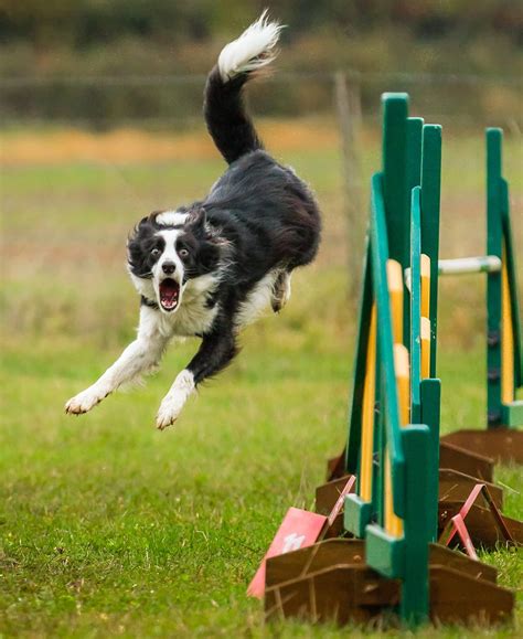 Agility Dogs Display Your Rosettes Uk