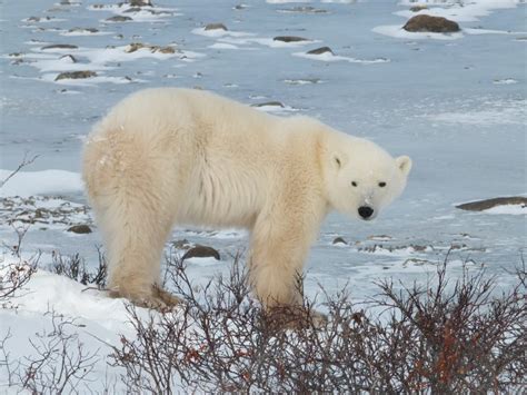 When And Where Are The Best Places To See Polar Bears Swoop