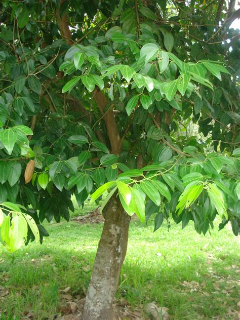 Kayumanis #cinnamon #borneorainforest kayu manis tanaman kayu manis kayu manis kalimantan pohon kayu manis. Kembara Minda 7: Pokok Kayu Manis