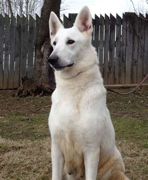 The white german shepherd is a type of german shepherd characterized by the white coat originating from germany and later on bred in the united states. White German Shepherd Puppies For Sale - Pets4You.com