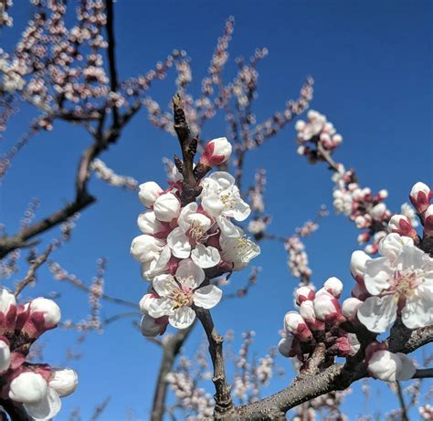 White Blossoms On The Apricot Trees Fruit Farm Community