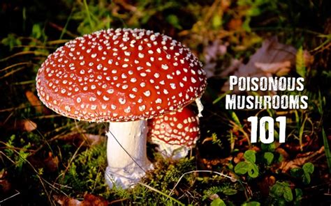 Poisonous Mushrooms 101 Shtfpreparedness