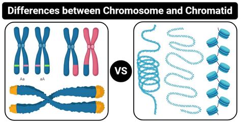 11 Differences Between Chromosome And Chromatid Chromosome Human Genome Chromosome Structure