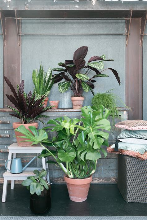 Le piante da interno sono la soluzione ideale per regalare alla vostra casa una ventata d'aria fresca. LE PIANTE DA INTERNO ARRIVANO SU UNPROGETTO | BOTTEGA ...