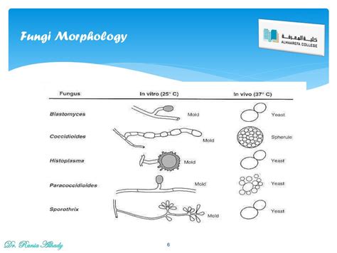 Ppt Mycology Powerpoint Presentation Free Download Id1985033
