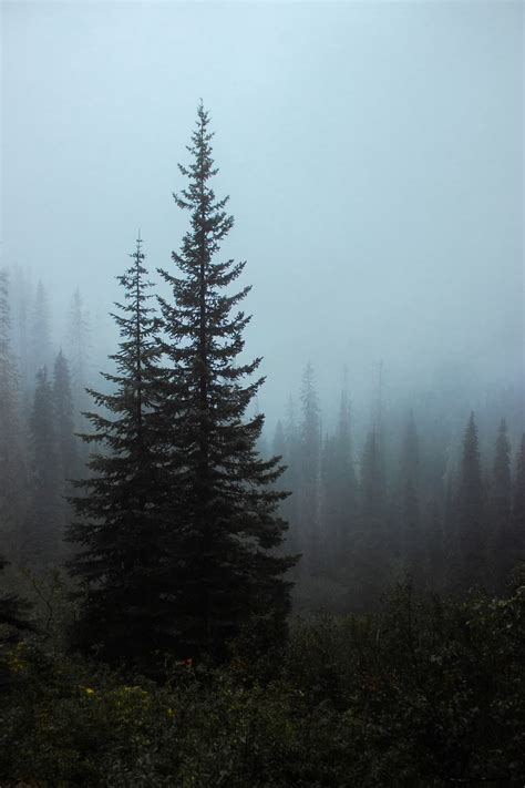 Green Pine Trees Covered With Fog Photo Free Fog Image On Unsplash