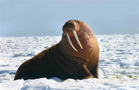 Walrus Description Habitat Image Diet And Interesting Facts