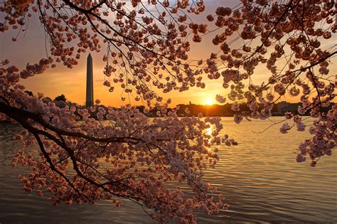 Learn More About The Cherry Blossoms Around The Tidal Basin