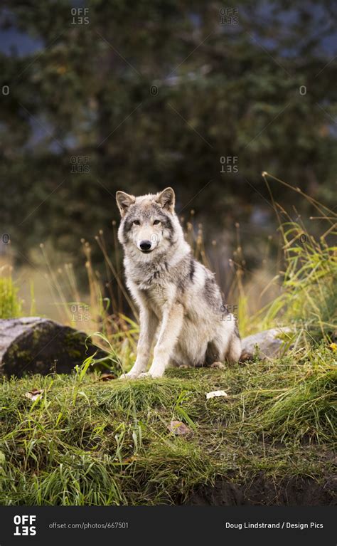 September 12 2015 Grey Wolf Canis Lupus Pup Roams Its Enclosure