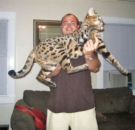 The savannah cat f generations explained in easy terms. Liger | Savannah Cat - Select Exotics