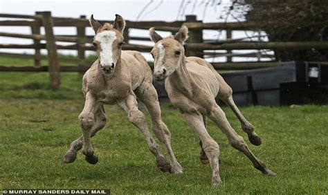 Mare Gives Birth To The Second Successive Set Of Twins In Only 2 Years