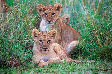 Lions are a species of animal native to the pride lands and the tree of life. Lions in Kenya - Cincinnati Zoo & Botanical Garden®