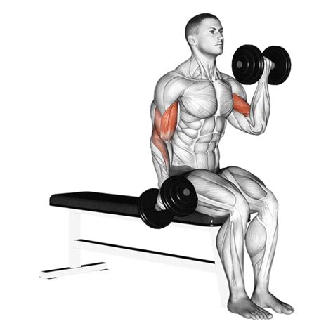 Curl Biceps Alterné avec Haltères Comment et Pourquoi faire le Curl Biceps Alterné avec Haltères