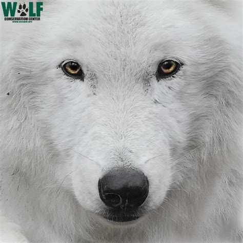 Wolf Conservation Center Youtube
