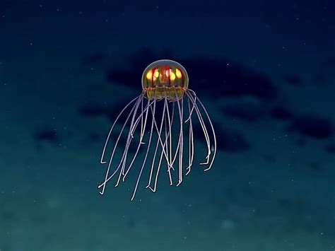 Scientists Discovered A Stunning New Species Of Jellyfish Two Miles